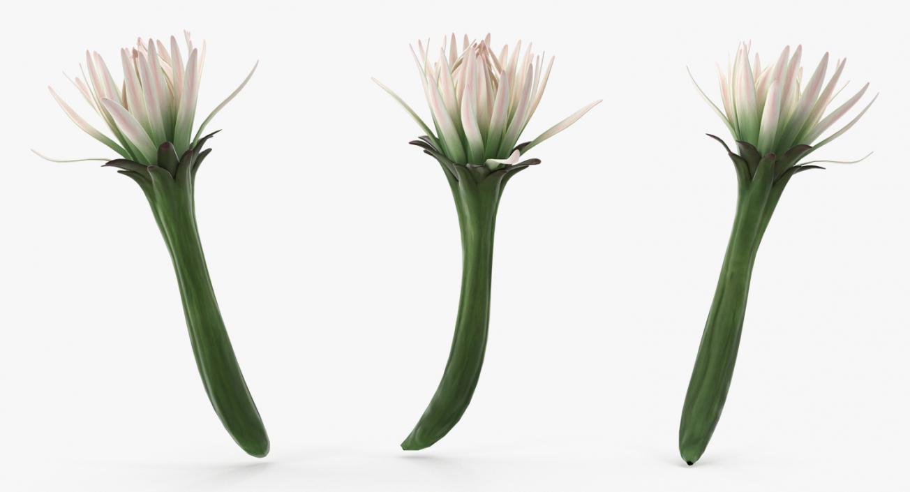 3D Cactus Flower model