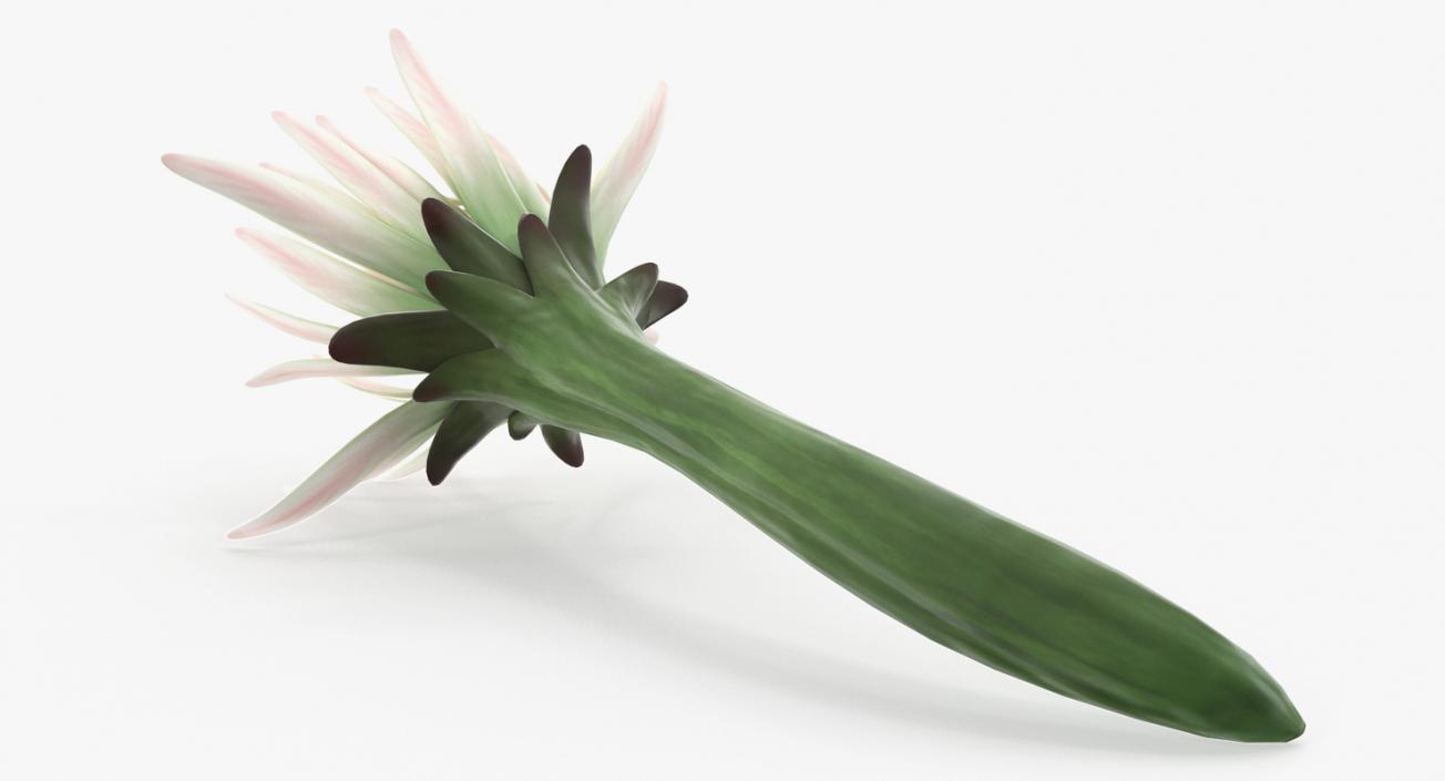 3D Cactus Flower model