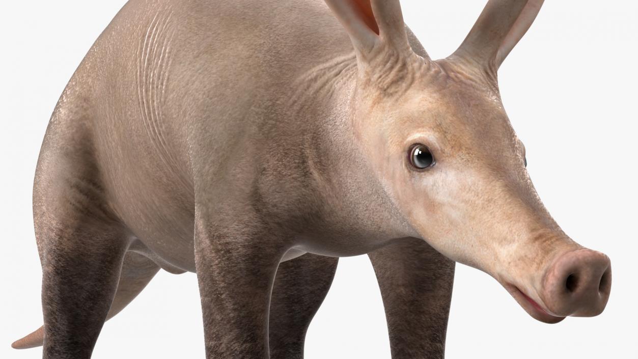 Aardvark Basic Pose 3D model