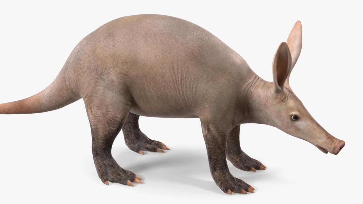 Aardvark Basic Pose 3D model