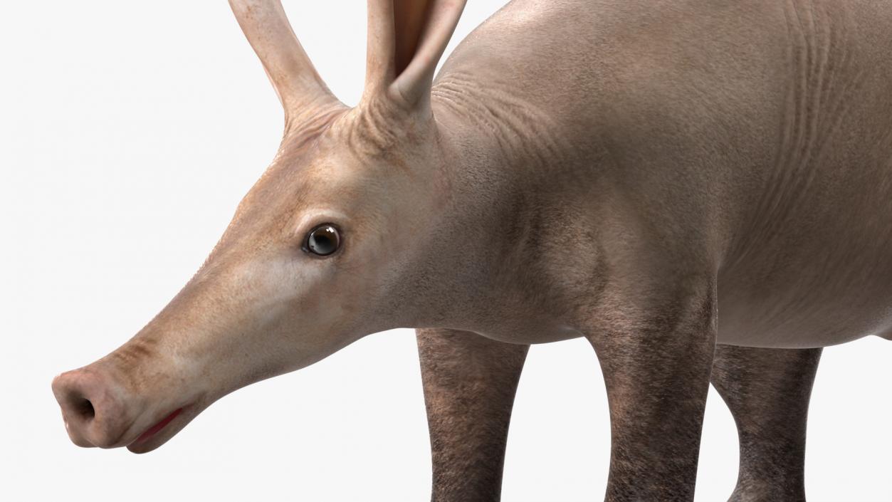 Aardvark Basic Pose 3D model