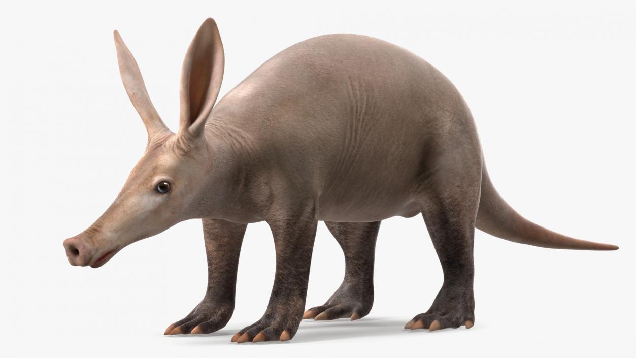 Aardvark Basic Pose 3D model