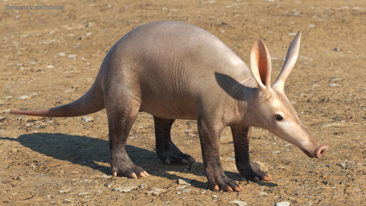 Aardvark Basic Pose 3D model