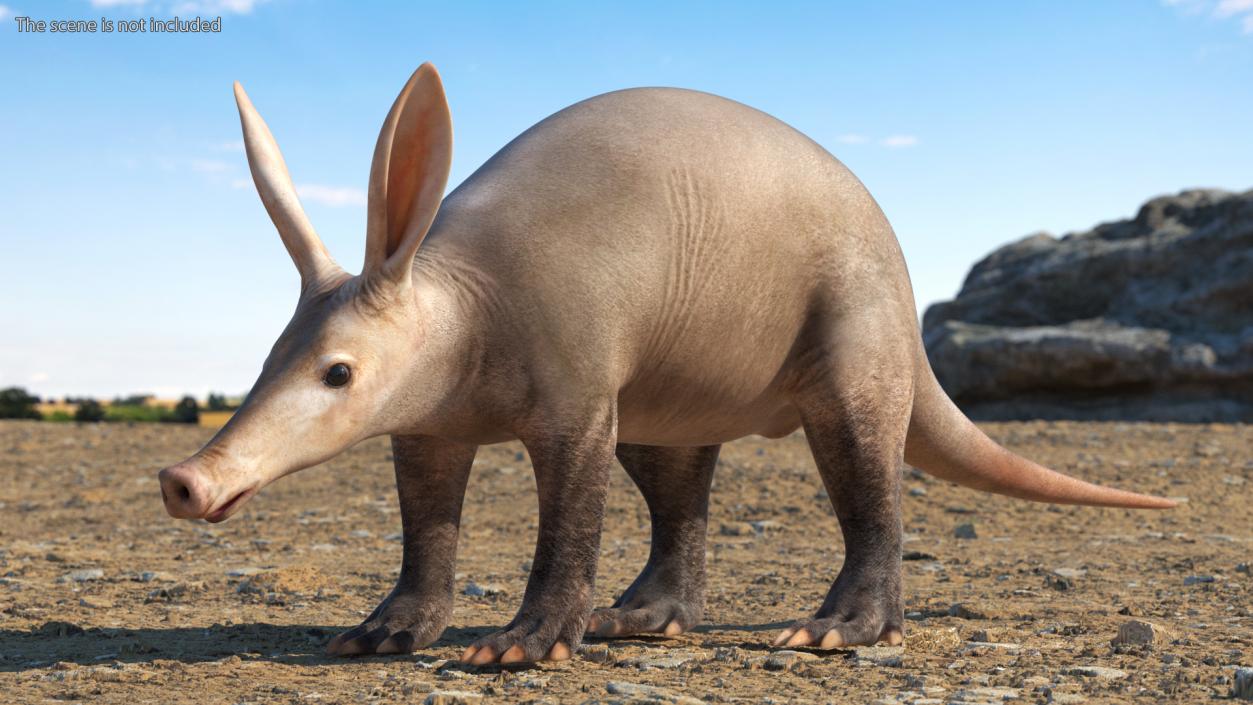 Aardvark Basic Pose 3D model