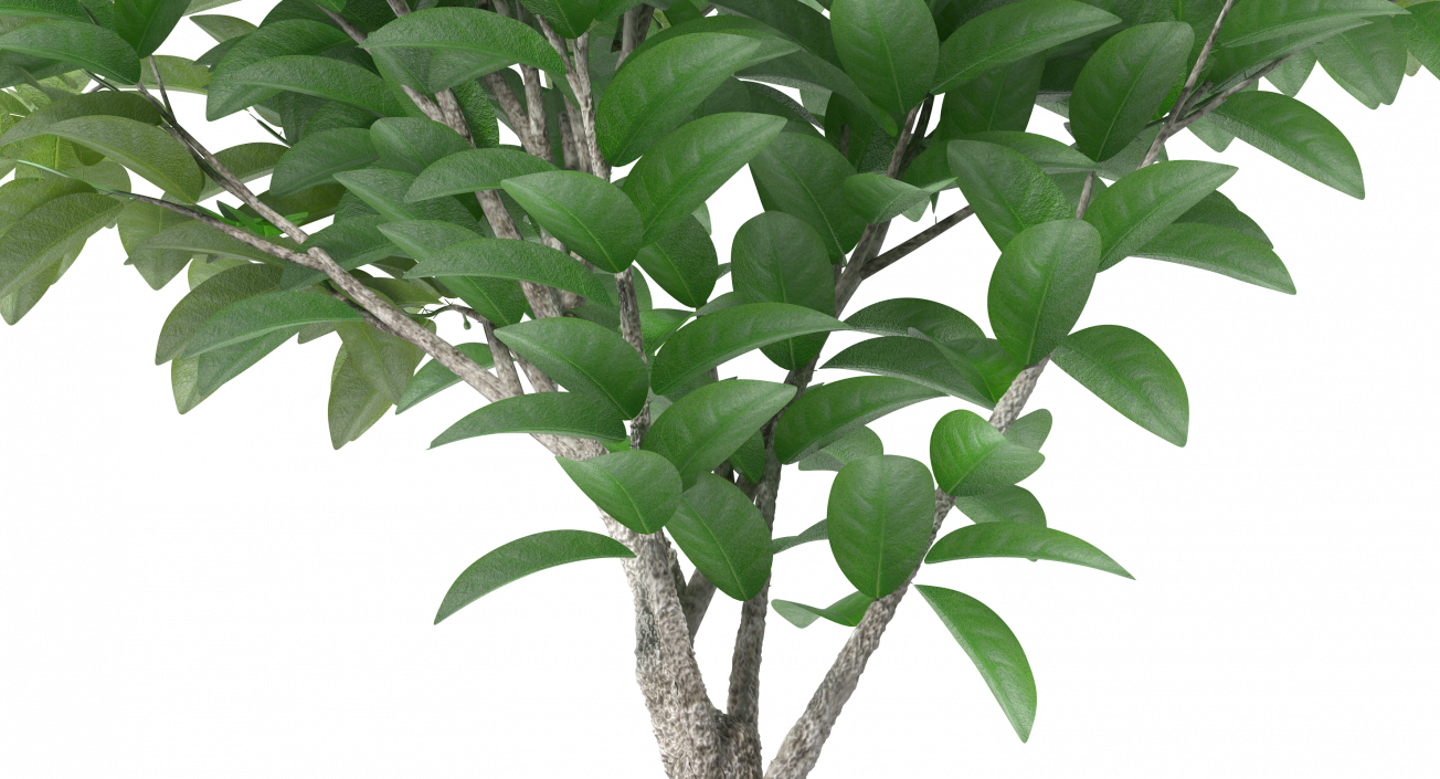 Small Tree In A Pot 3D model