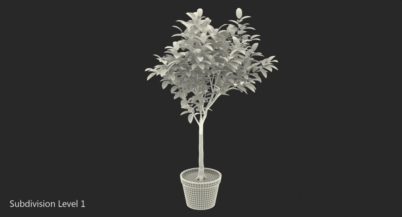 Small Tree In A Pot 3D model