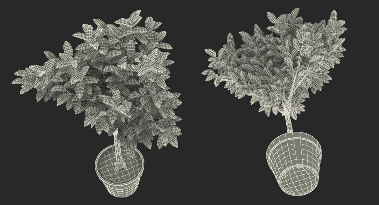 Small Tree In A Pot 3D model