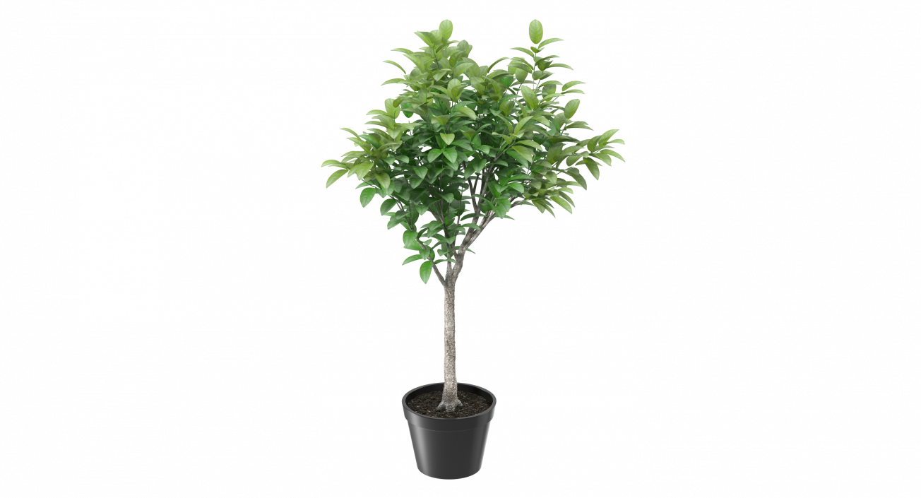 Small Tree In A Pot 3D model