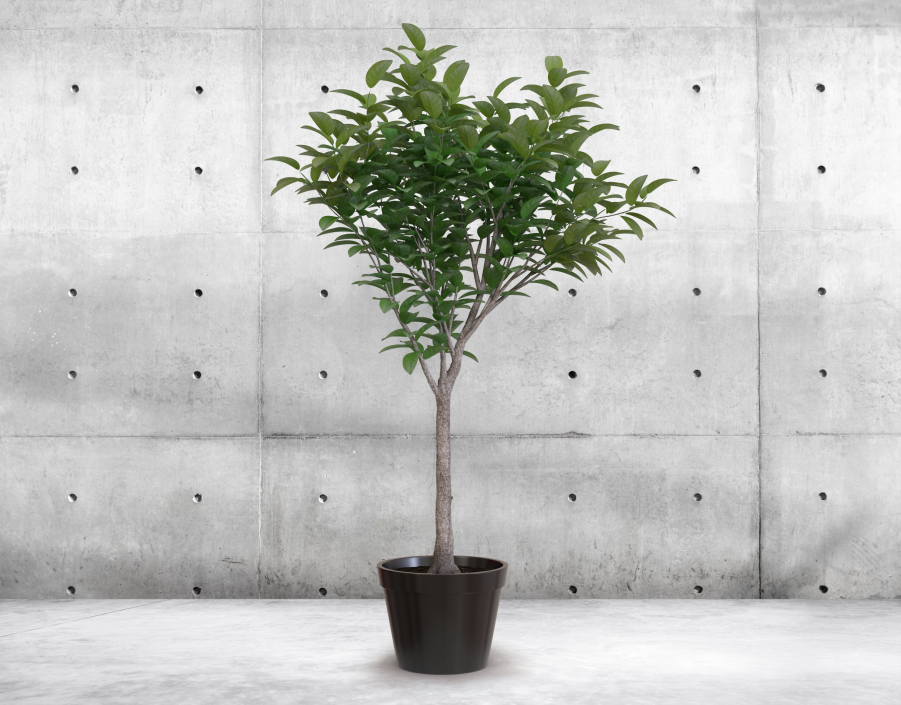 Small Tree In A Pot 3D model