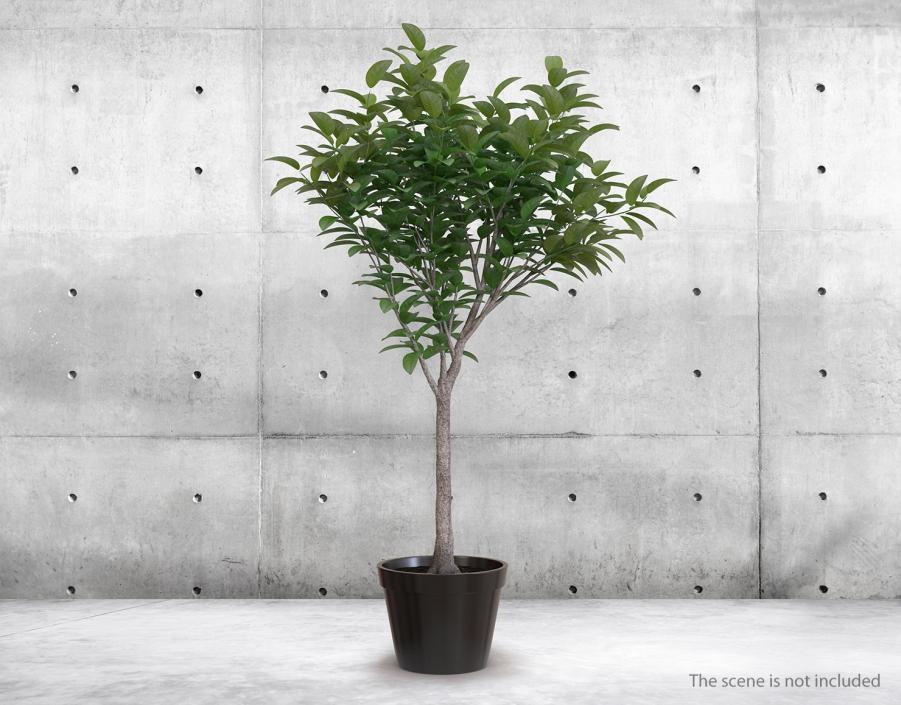 Small Tree In A Pot 3D model