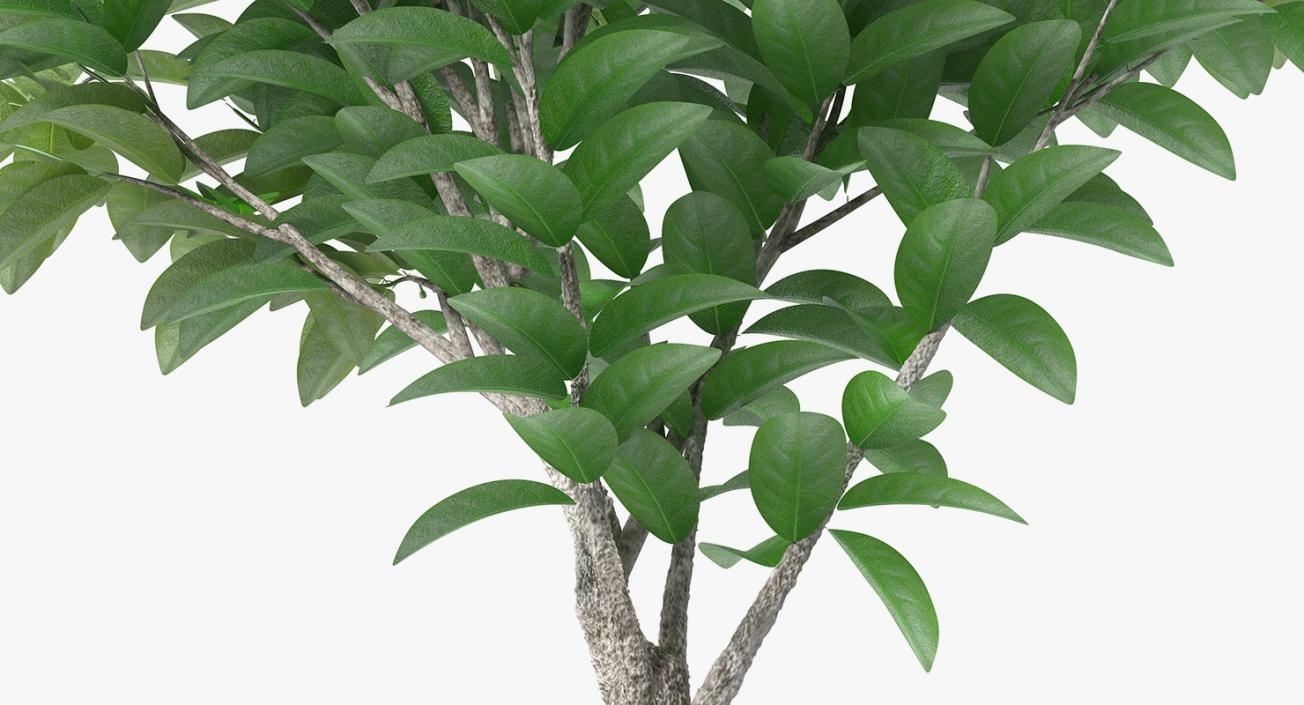 Small Tree In A Pot 3D model