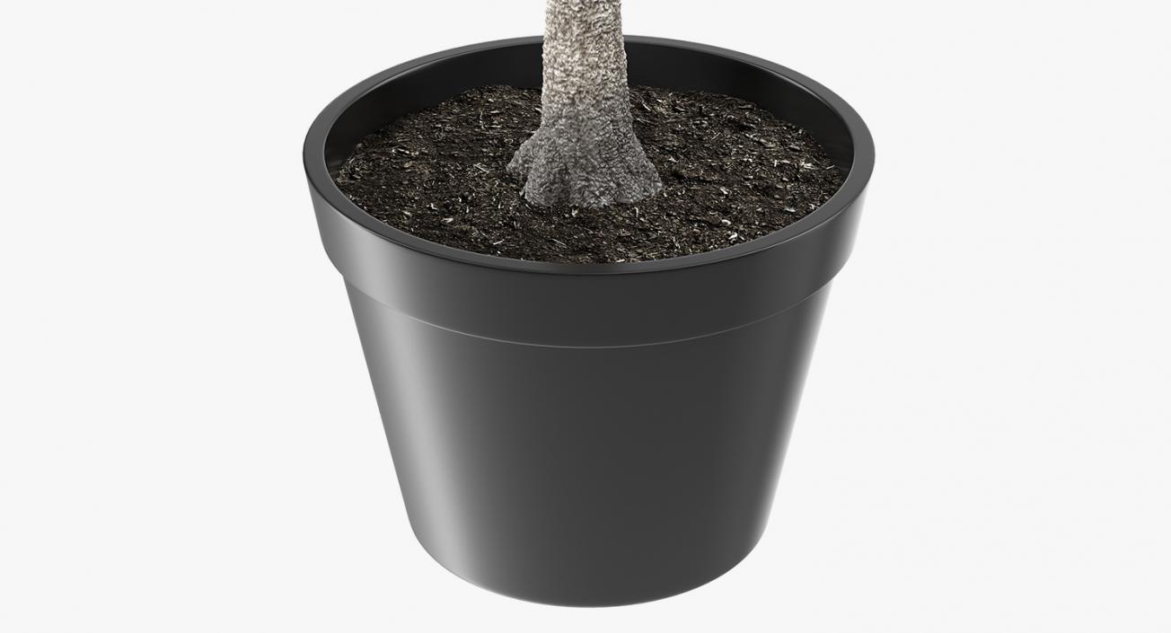 Small Tree In A Pot 3D model