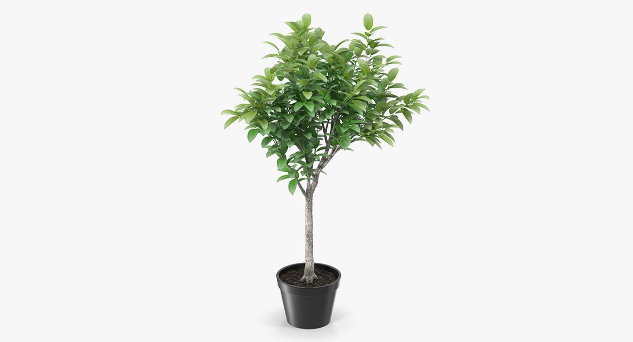 Small Tree In A Pot 3D model