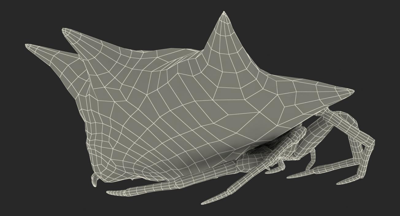 Gasteracantha Spider with Fur 3D model