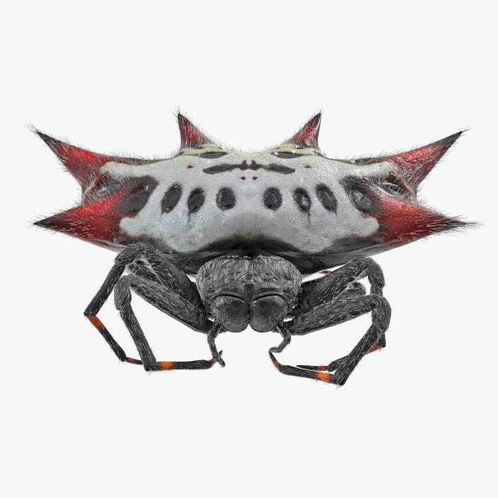 Gasteracantha Spider with Fur 3D model