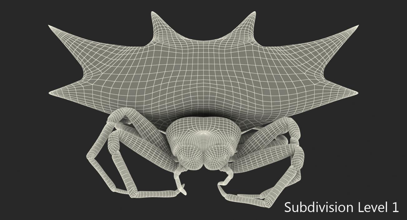 Gasteracantha Spider with Fur 3D model