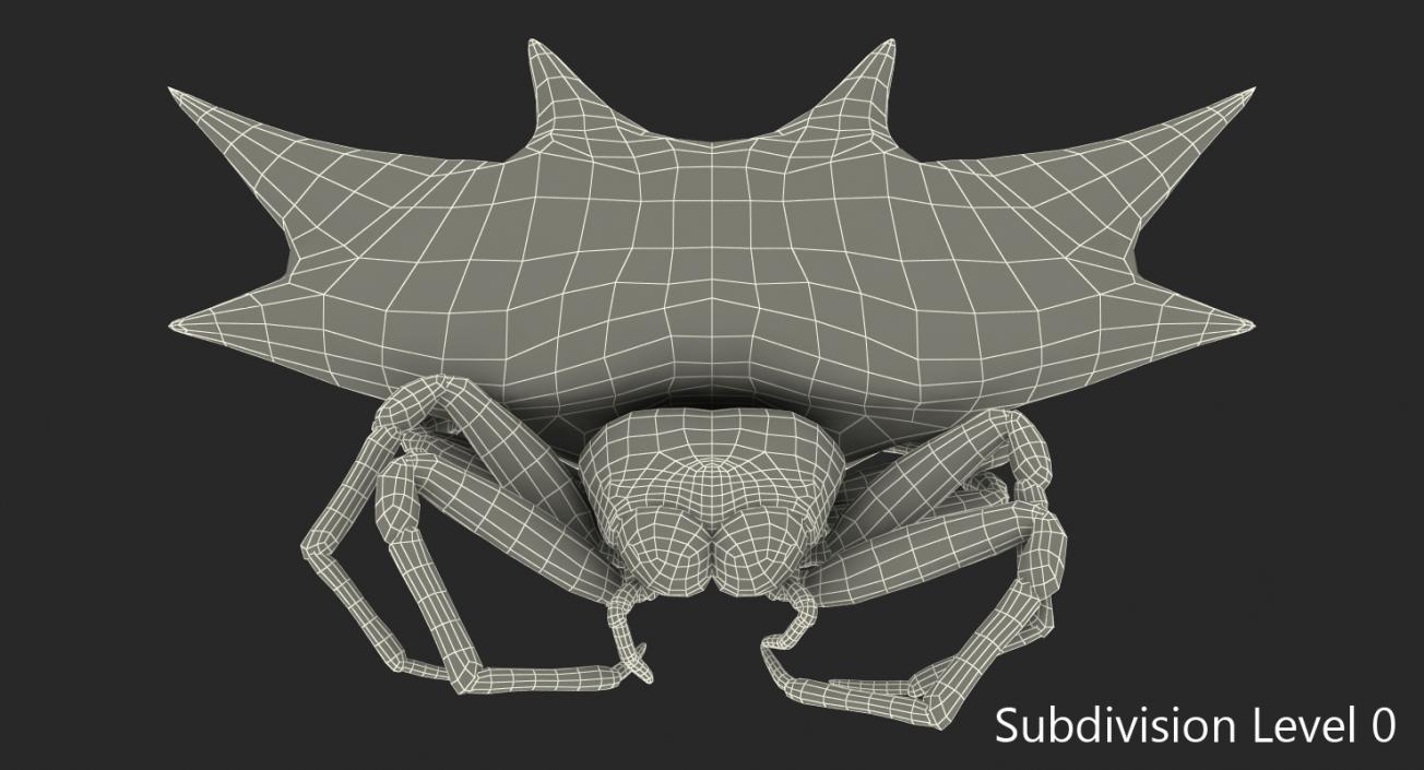 Gasteracantha Spider with Fur 3D model