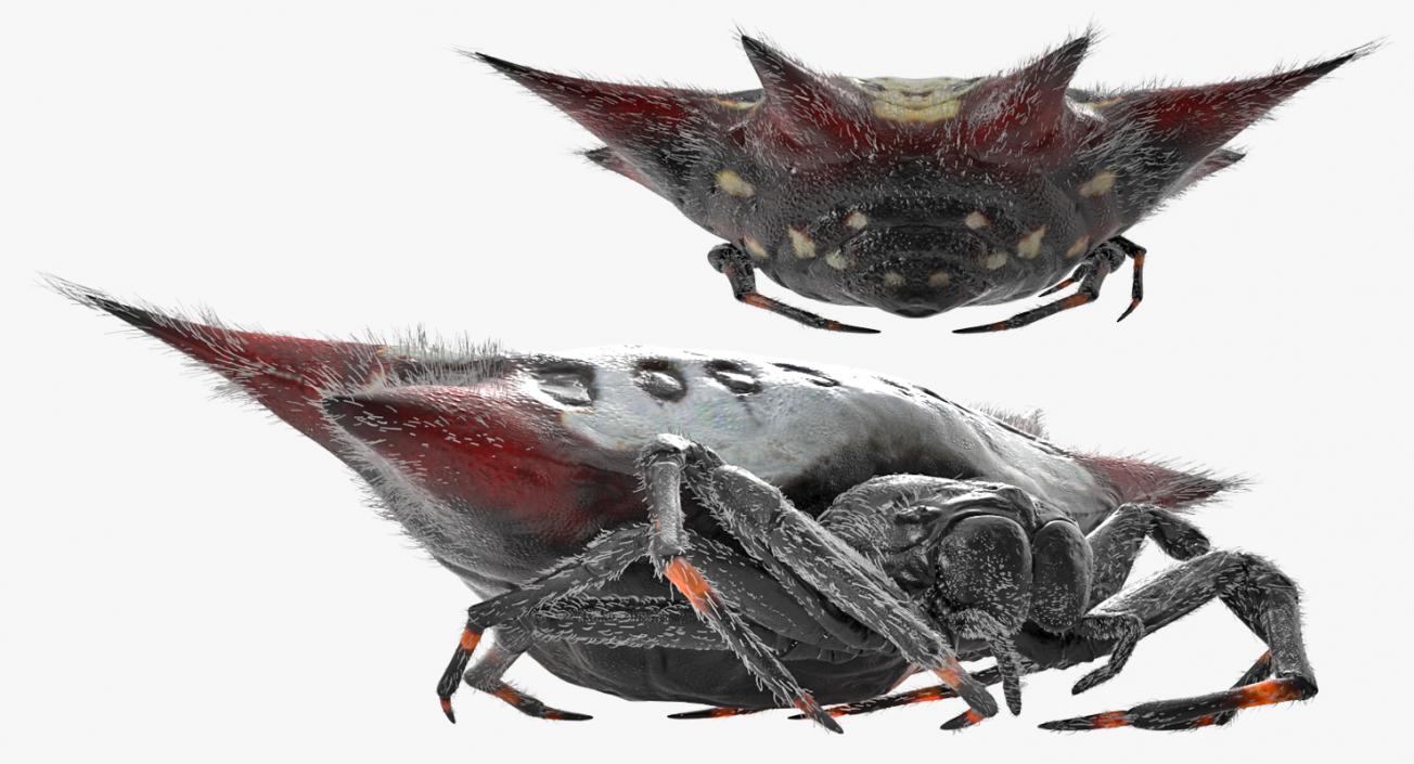 Gasteracantha Spider with Fur 3D model