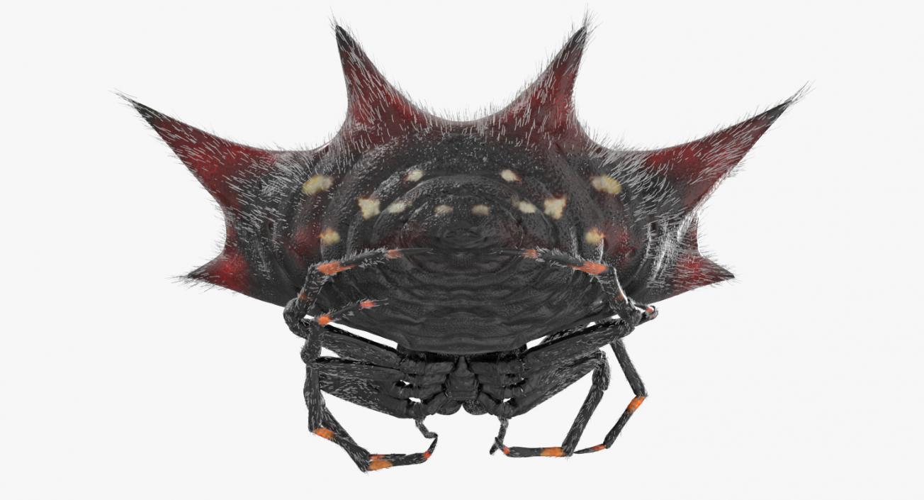 Gasteracantha Spider with Fur 3D model