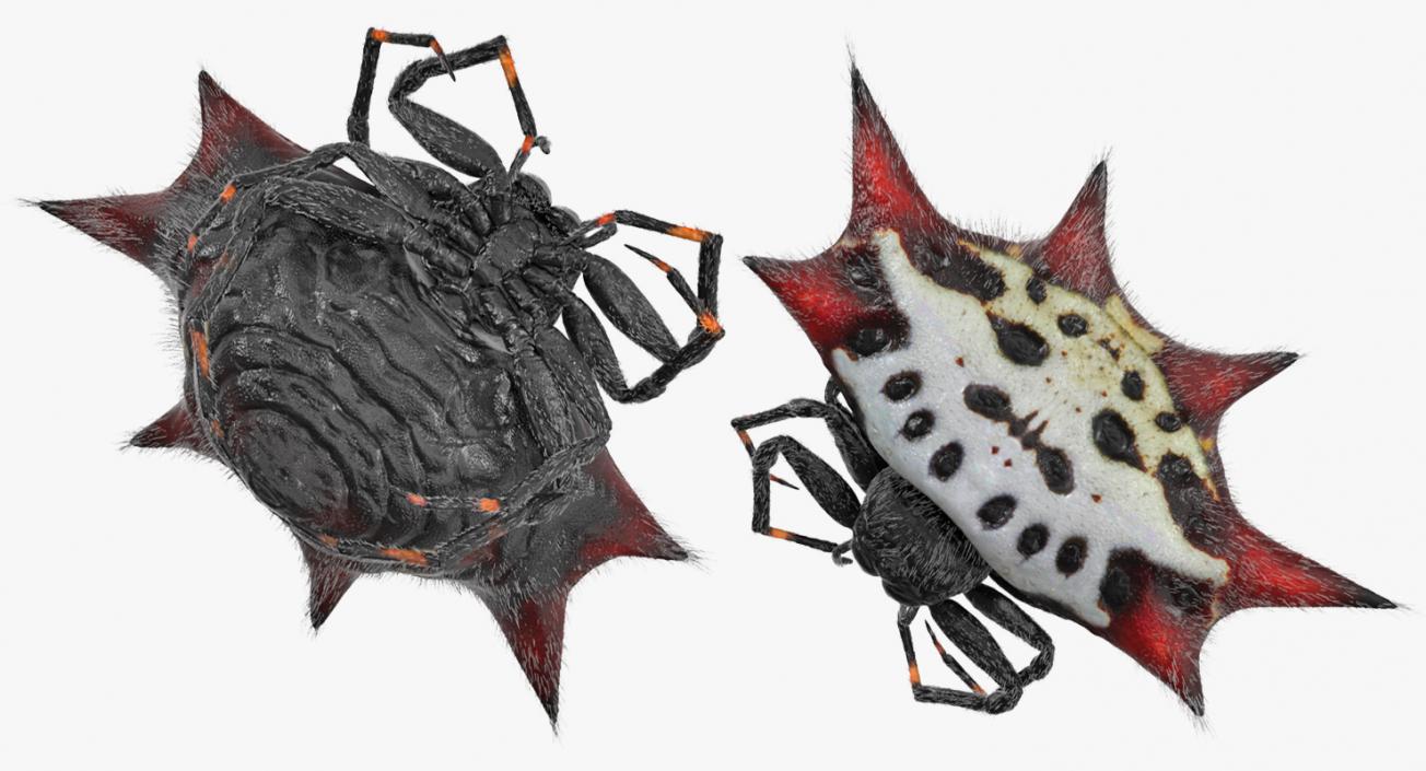 Gasteracantha Spider with Fur 3D model