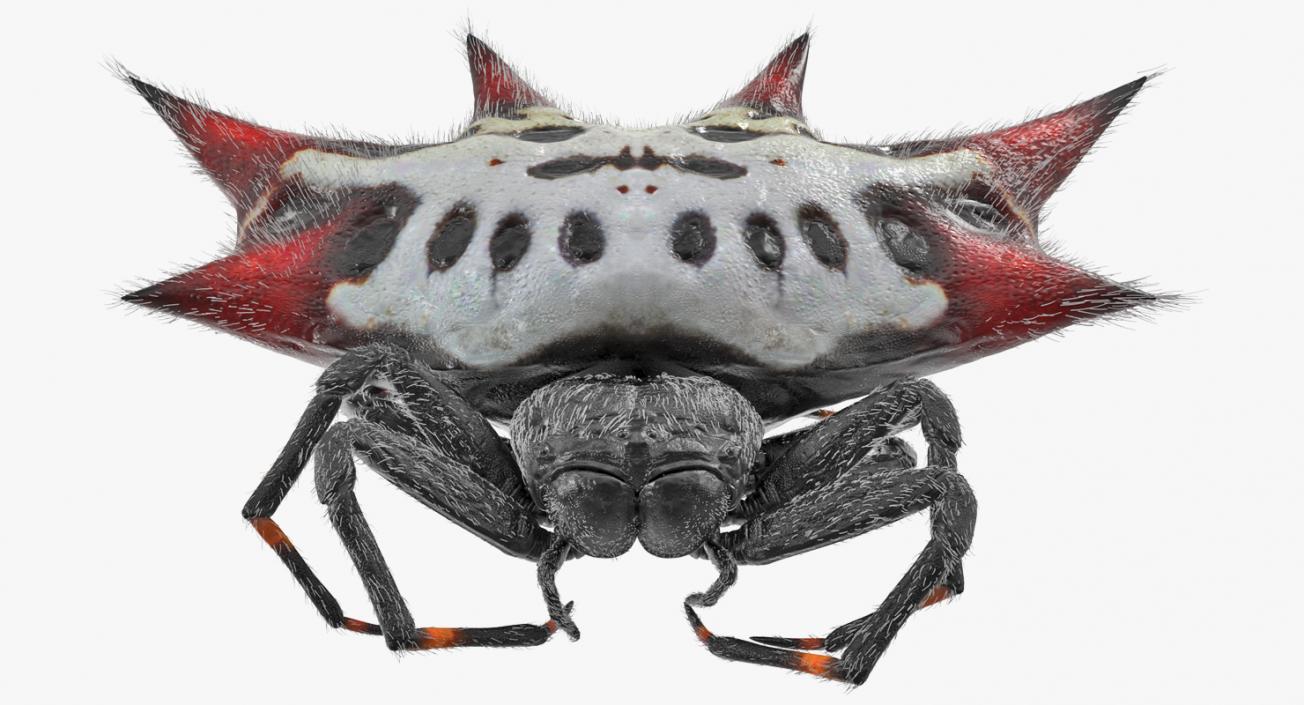 Gasteracantha Spider with Fur 3D model