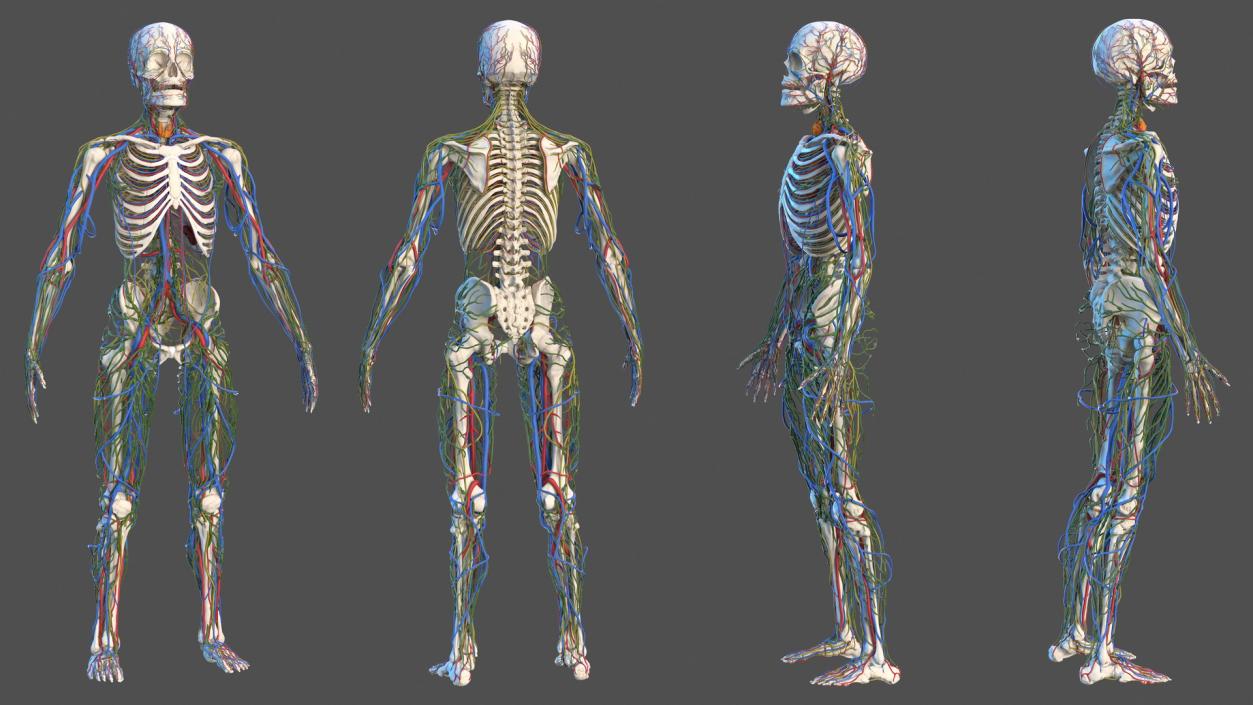 3D Male Skeleton Cardiovascular Lymphaticand and Nervous Systems