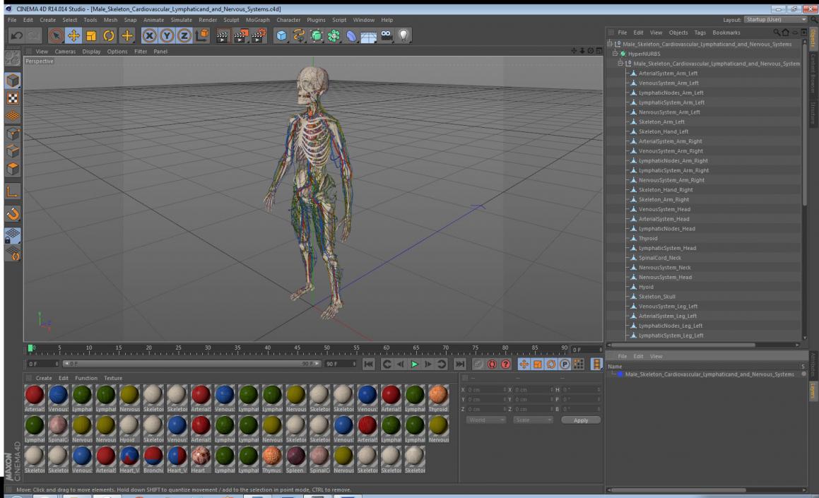 3D Male Skeleton Cardiovascular Lymphaticand and Nervous Systems