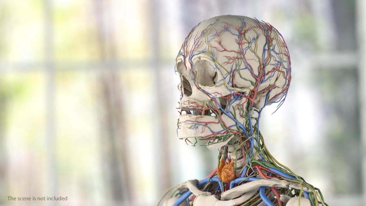 3D Male Skeleton Cardiovascular Lymphaticand and Nervous Systems