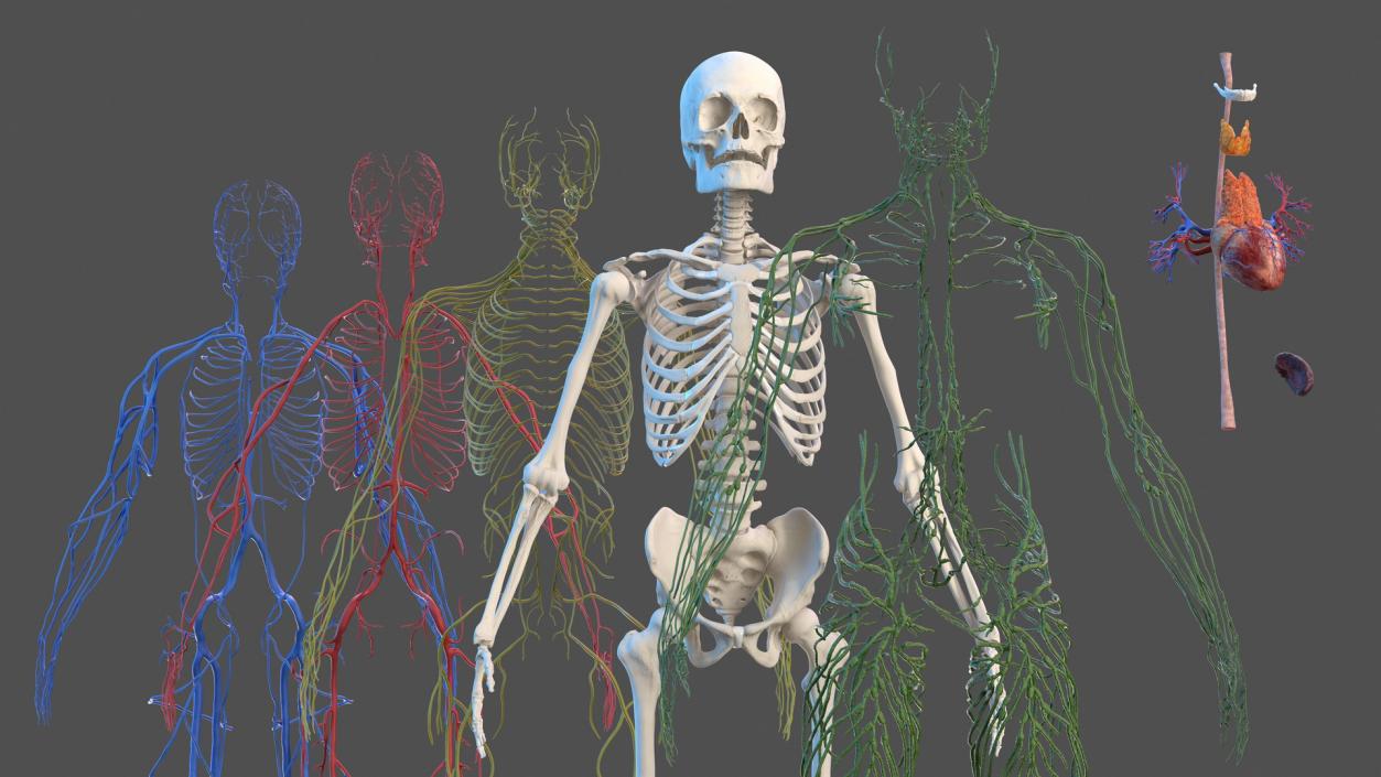 3D Male Skeleton Cardiovascular Lymphaticand and Nervous Systems