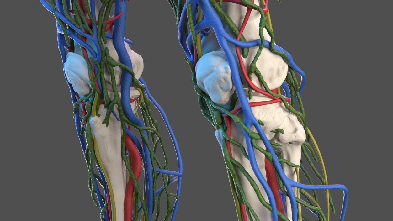 3D Male Skeleton Cardiovascular Lymphaticand and Nervous Systems