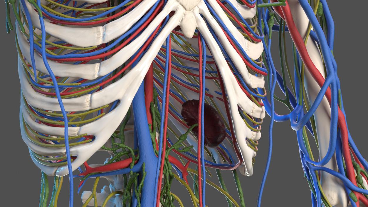 3D Male Skeleton Cardiovascular Lymphaticand and Nervous Systems