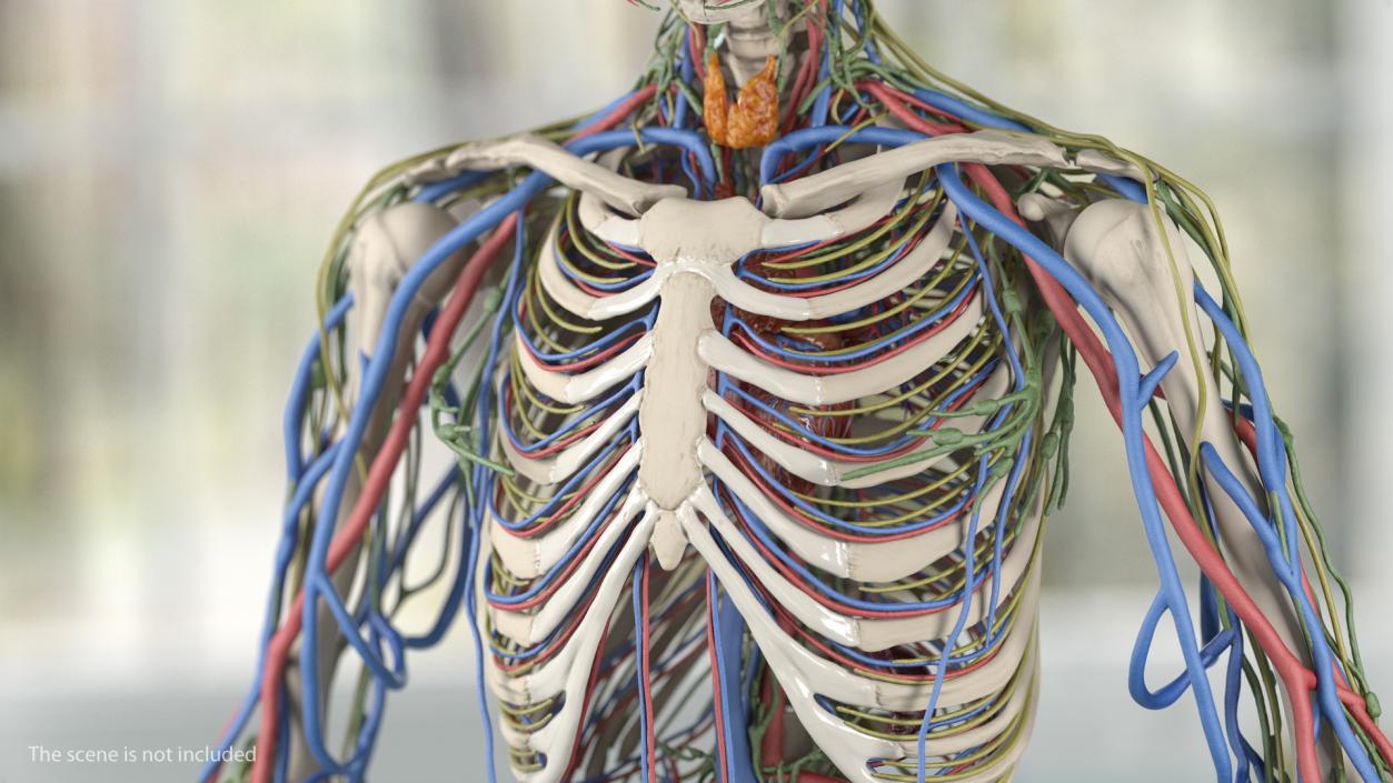 3D Male Skeleton Cardiovascular Lymphaticand and Nervous Systems