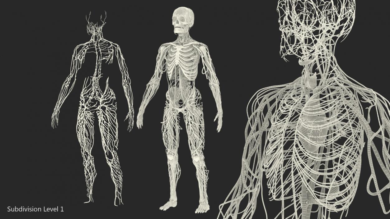 3D Male Skeleton Cardiovascular Lymphaticand and Nervous Systems