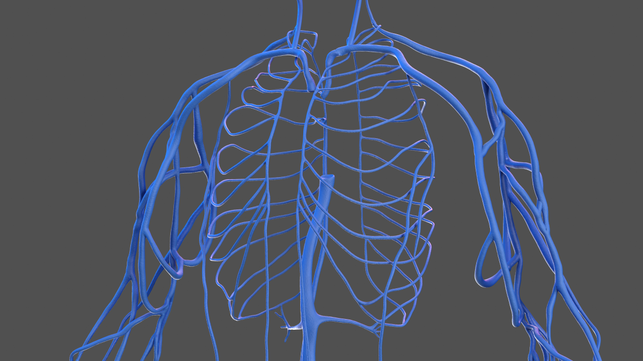 3D Male Skeleton Cardiovascular Lymphaticand and Nervous Systems