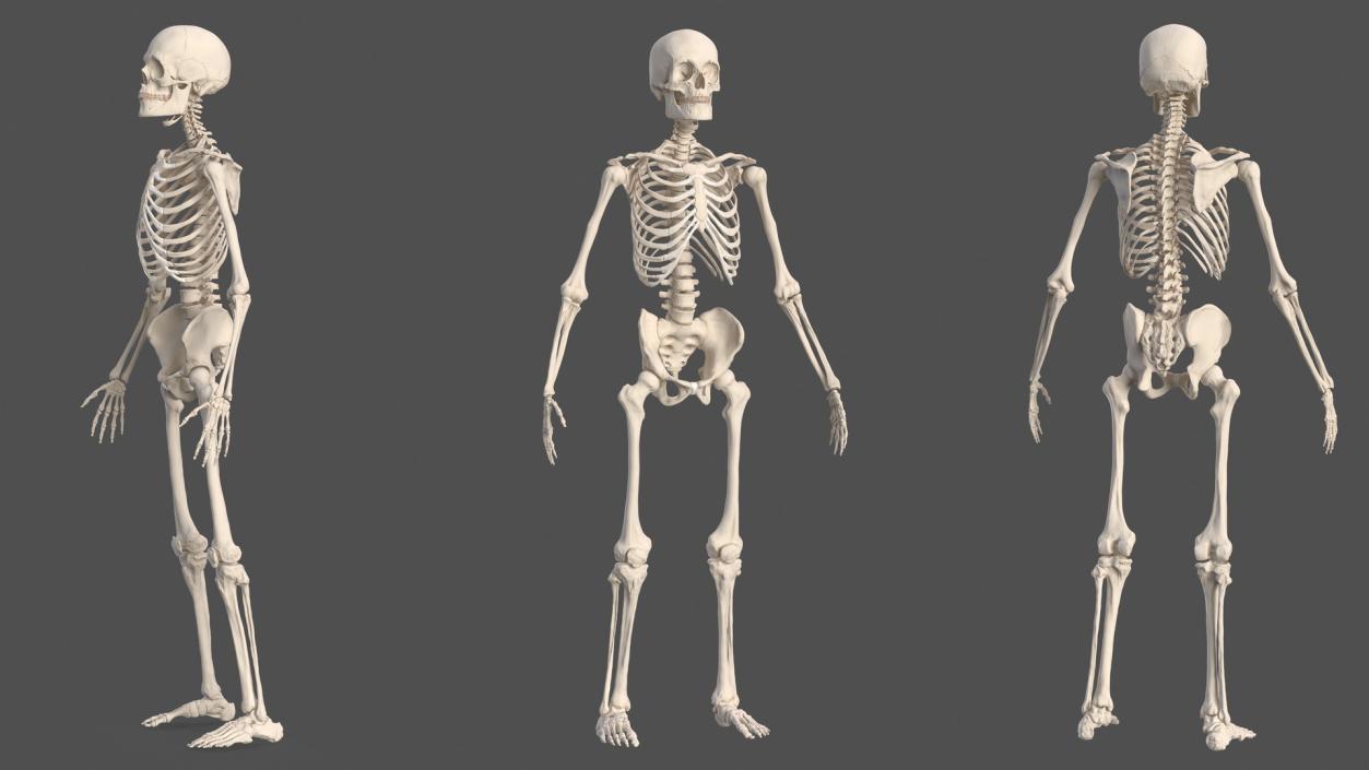 3D Male Skeleton Cardiovascular Lymphaticand and Nervous Systems