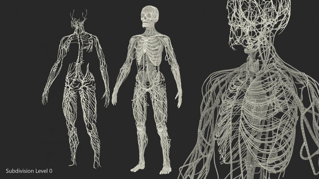 3D Male Skeleton Cardiovascular Lymphaticand and Nervous Systems