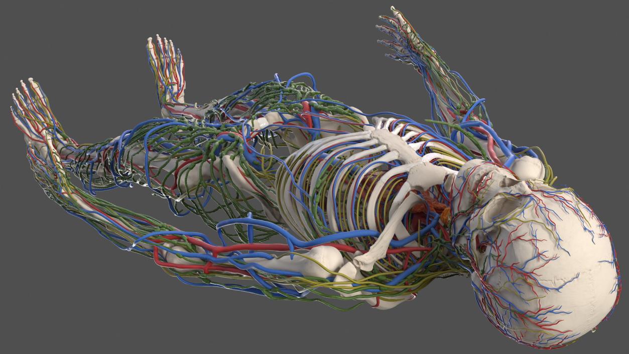 3D Male Skeleton Cardiovascular Lymphaticand and Nervous Systems