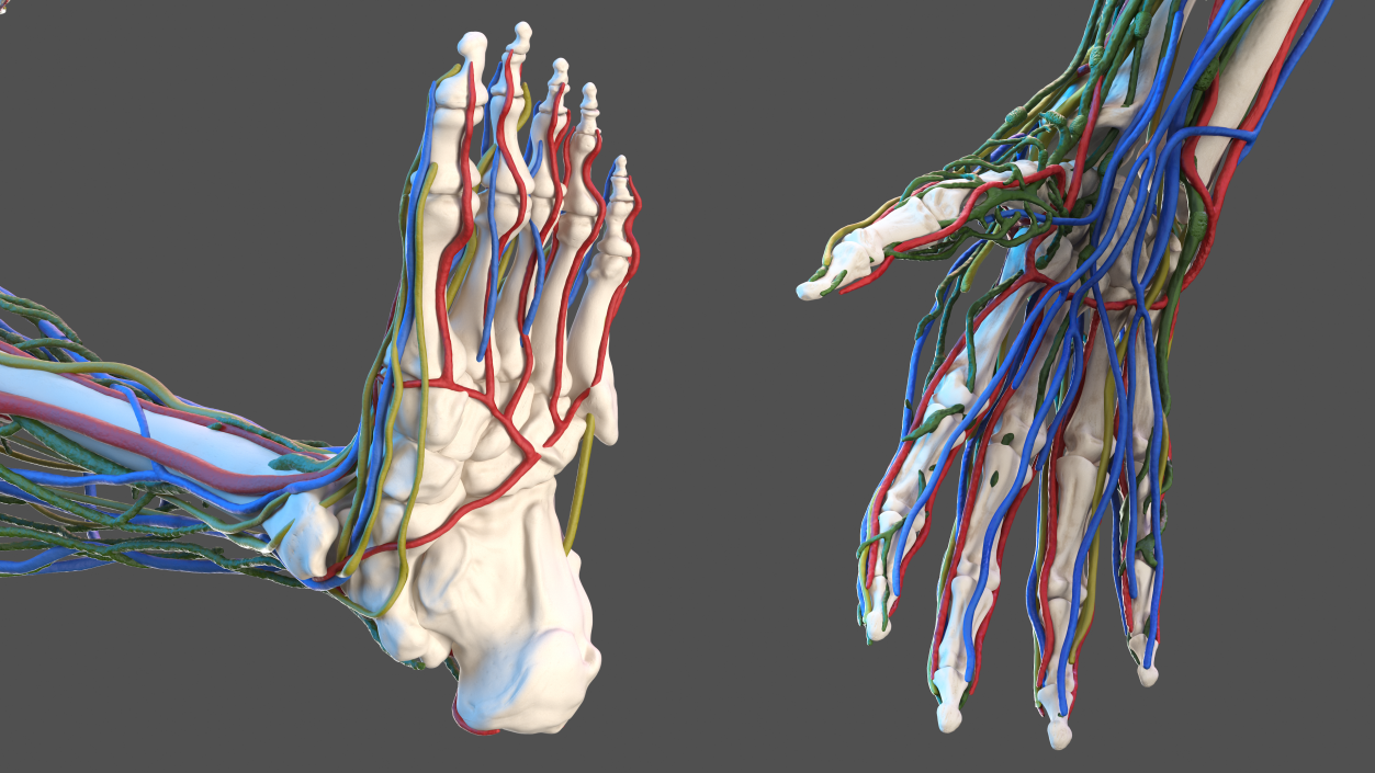 3D Male Skeleton Cardiovascular Lymphaticand and Nervous Systems