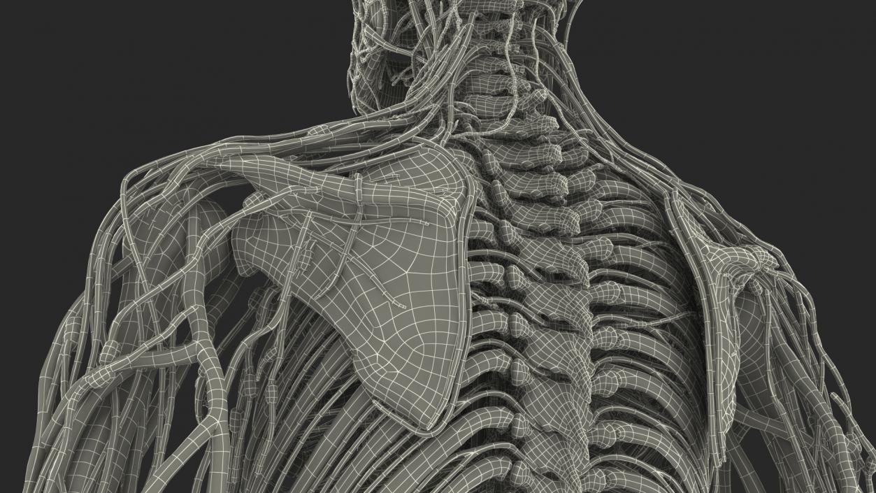 3D Male Skeleton Cardiovascular Lymphaticand and Nervous Systems