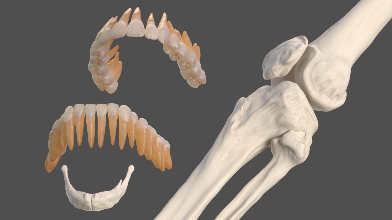 3D Male Skeleton Cardiovascular Lymphaticand and Nervous Systems