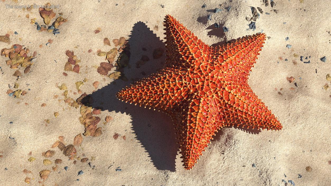 3D model Starfish 3