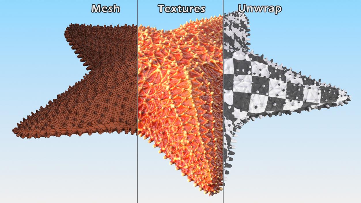 3D model Starfish 3