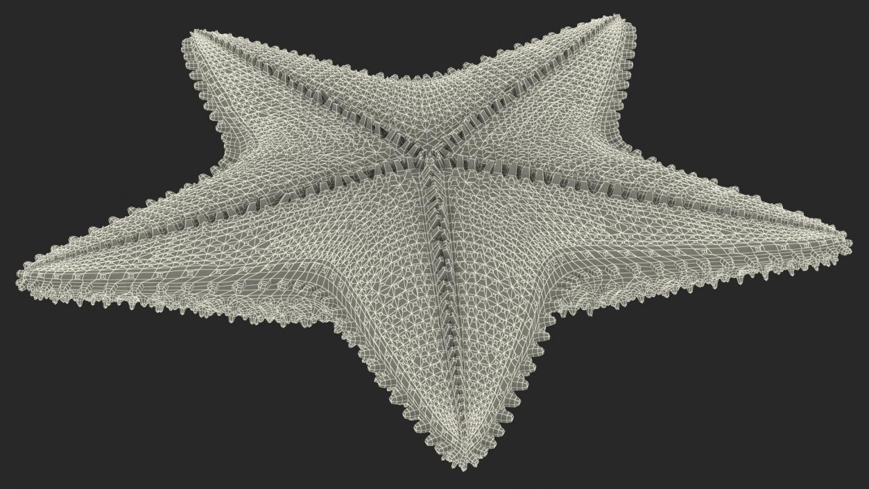 3D model Starfish 3