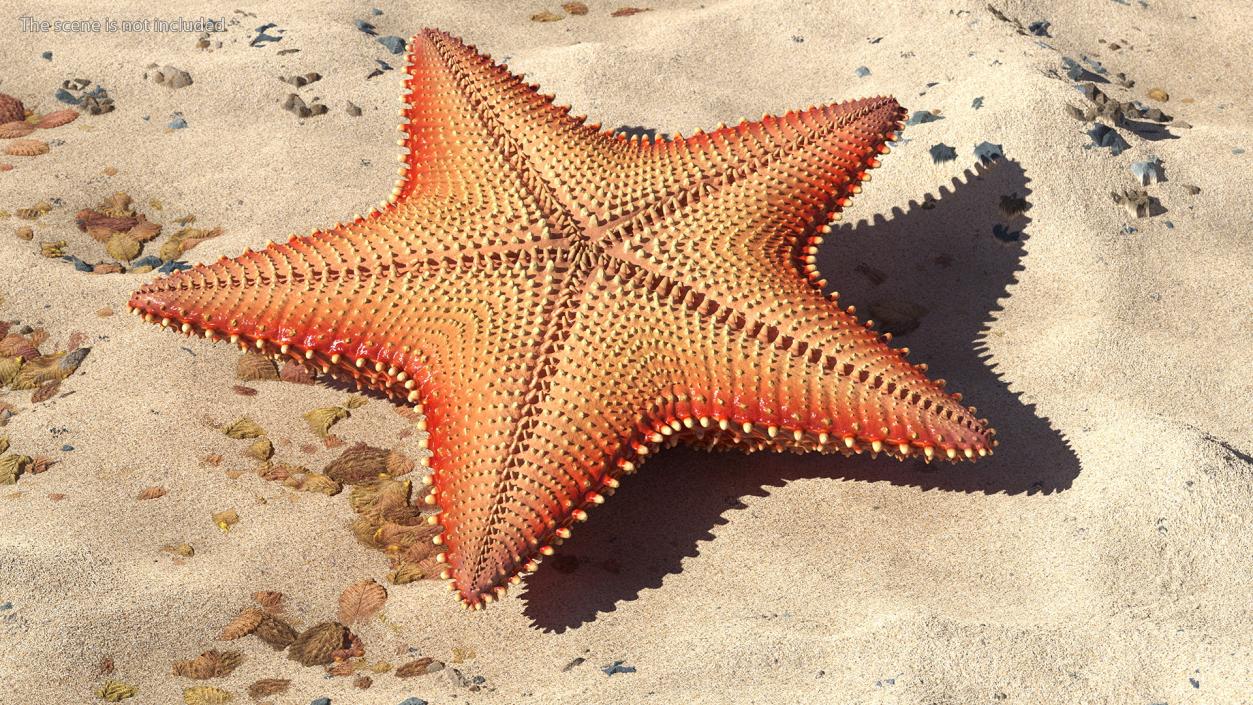 3D model Starfish 3