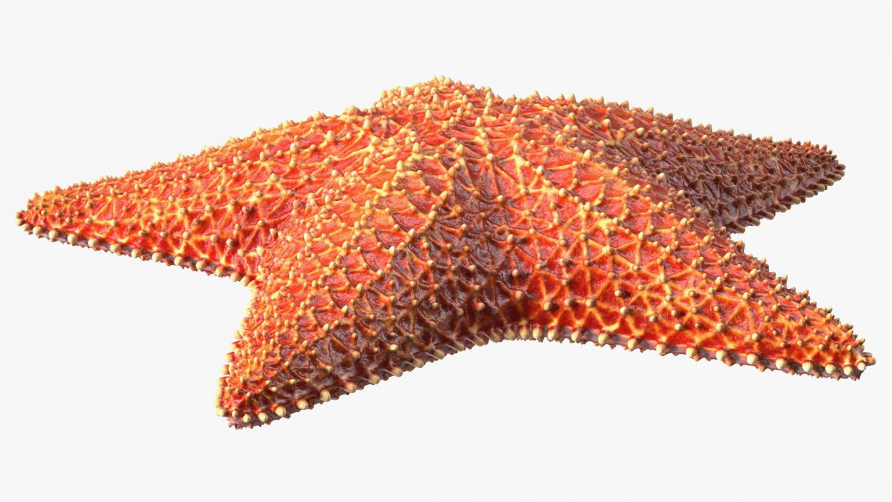 3D model Starfish 3