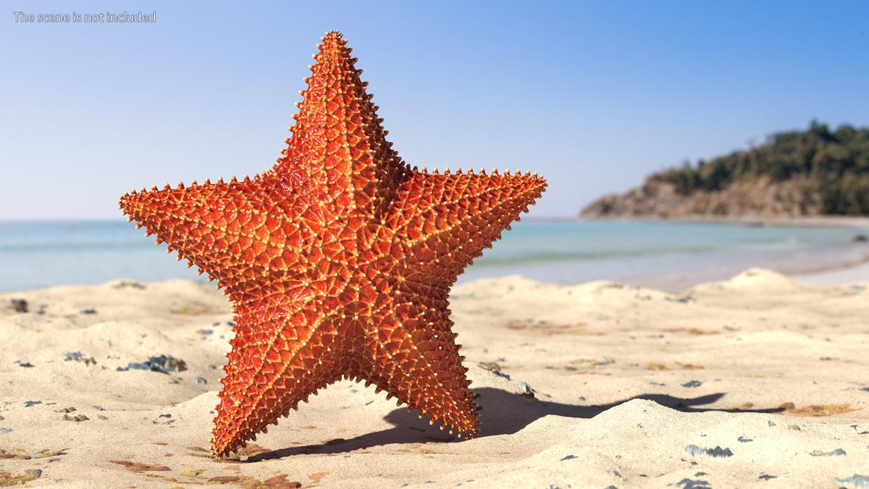 3D model Starfish 3