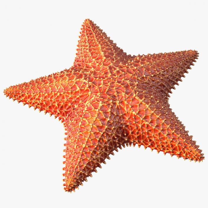 3D model Starfish 3