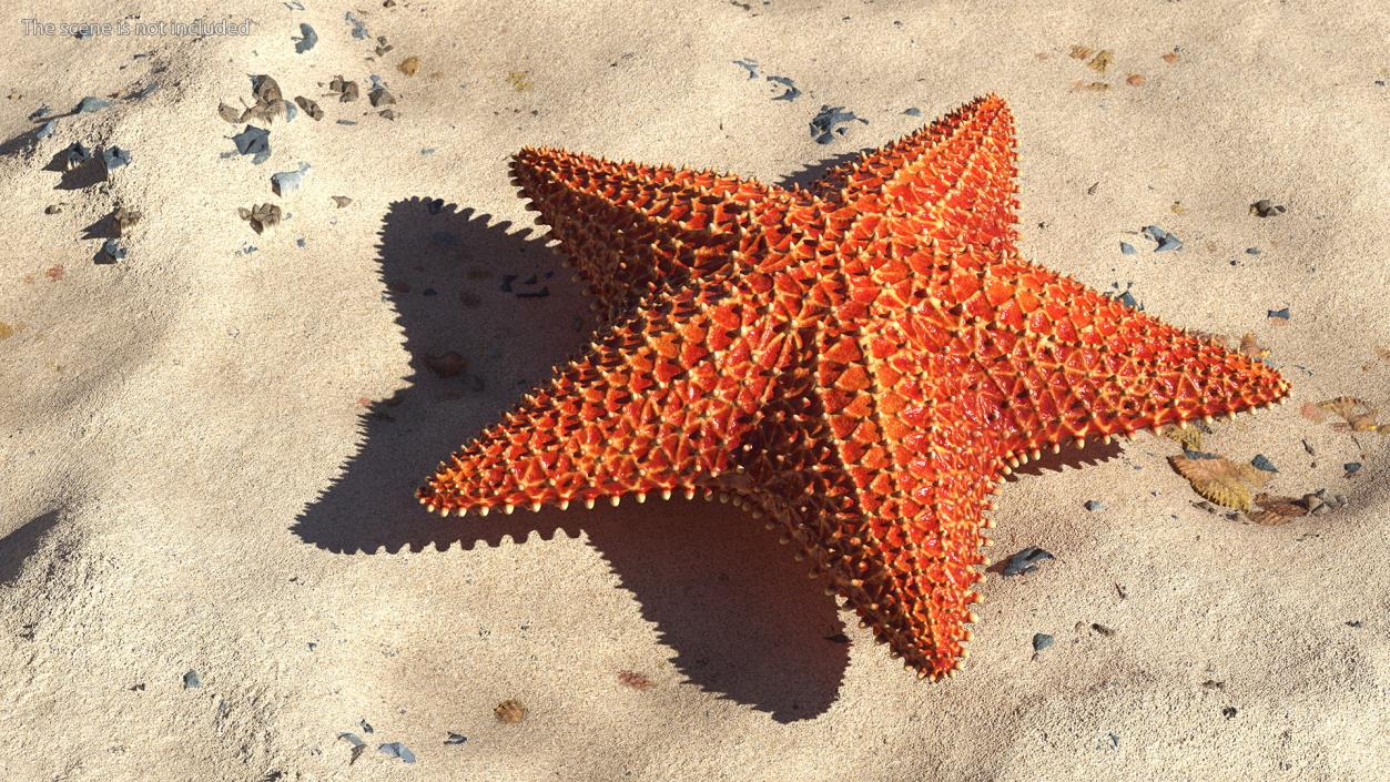 3D model Starfish 3