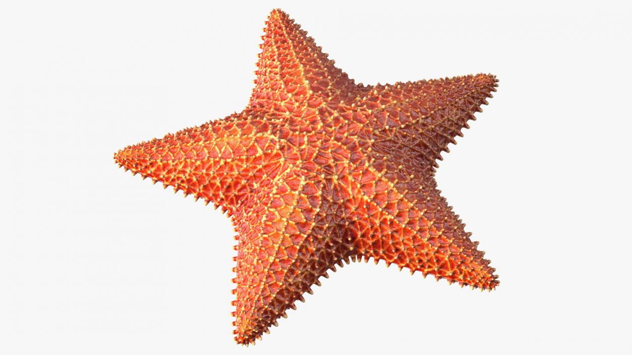 3D model Starfish 3