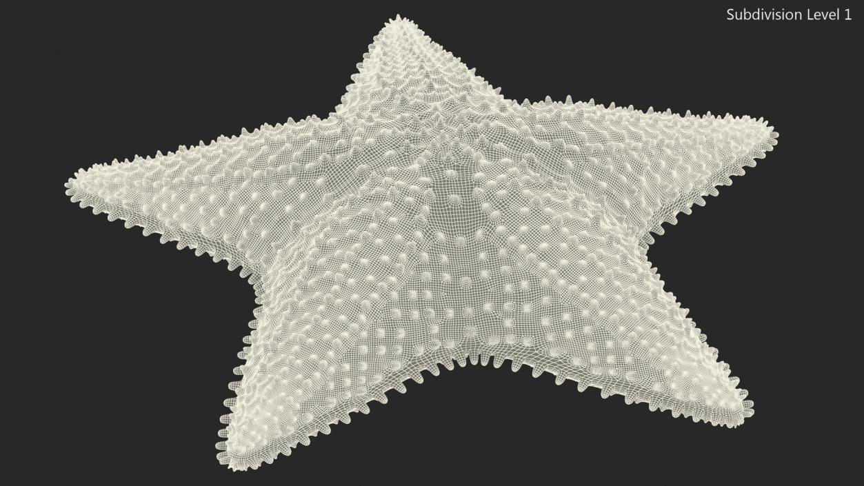 3D model Starfish 3